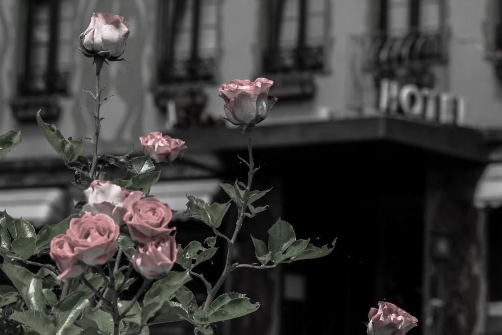 Pohl'S Rheinhotel Adler Sankt Goarshausen Εξωτερικό φωτογραφία